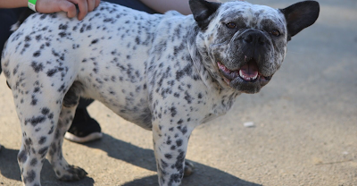 Ethio Pets Shop French Bulldog X Dalmatian Facebook 45 OFF